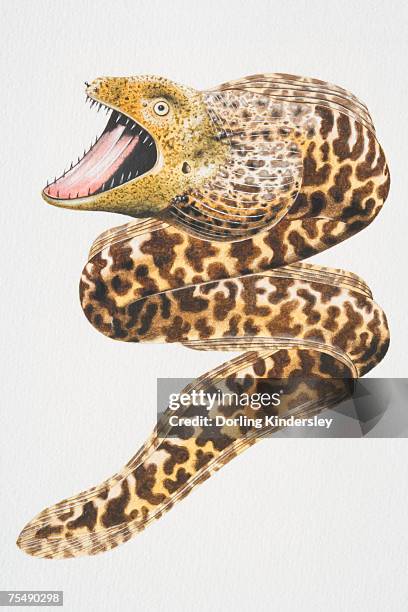 87点のウツボイラスト素材 Getty Images 87点のウツボイラスト素材 Getty Images