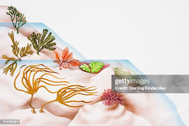Benthic Rays 168 Benthic Stock Photos, High-Res Pictures, and Images - Getty Images