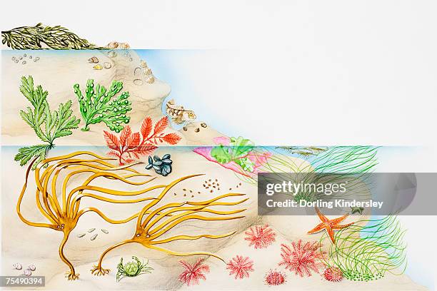 seaweed, selection of marine benthic algae - rhodophyta stock illustrations