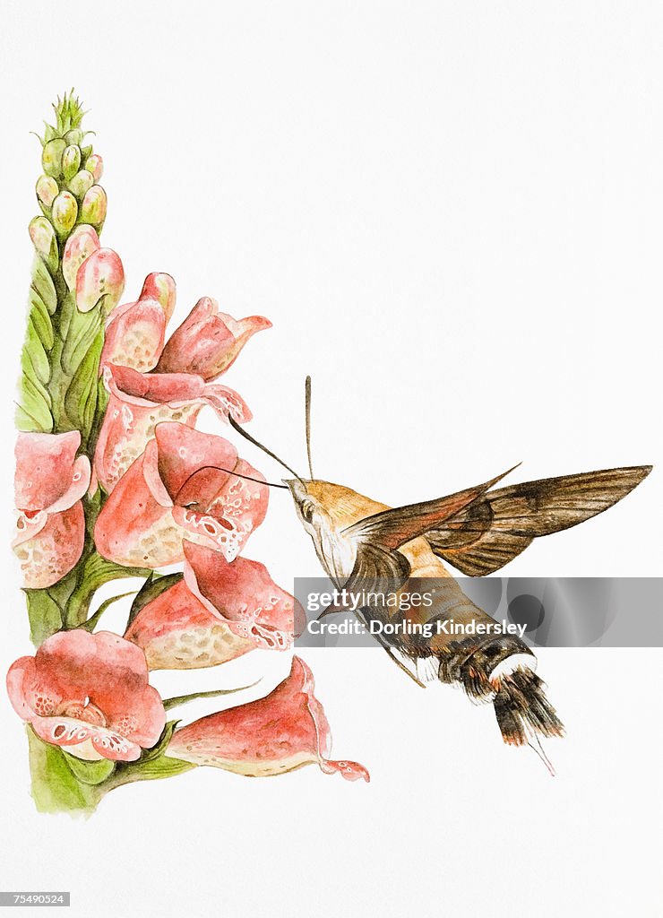 Hummingbird Hawk-moth (Macroglossum stellatarum), feeding on flower using long proboscis