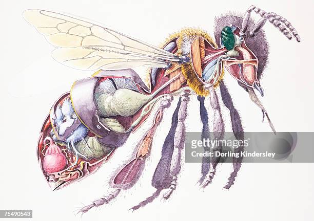 honey bee (apis mellifera), internal anatomy, cross-section - ocellus stock illustrations