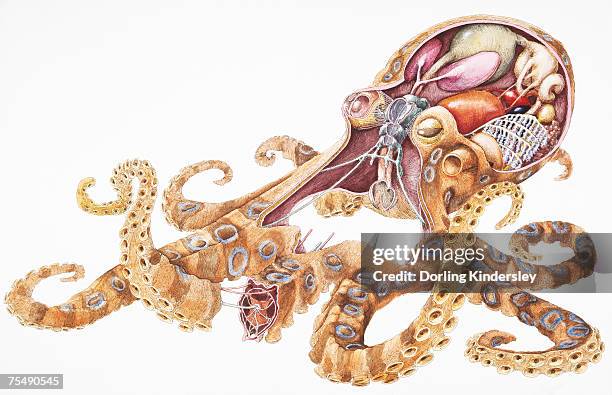 stockillustraties, clipart, cartoons en iconen met blue-ringed octopus (hapalochlaena), internal anatomy, cross-section - blue ringed octopus