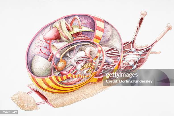 ilustraciones, imágenes clip art, dibujos animados e iconos de stock de land snail (gastropoda), internal anatomy, cross-section - mollusk