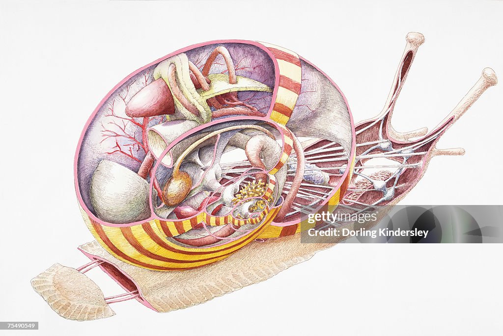 Normal Snail Land Snail Internal Anatomy Crosssection High-Res Vector Graphic ...