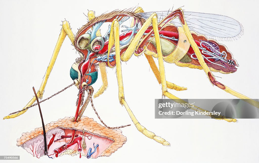 Mosquito (Culicidae), feminino anatomia, interna e Chupar bloo