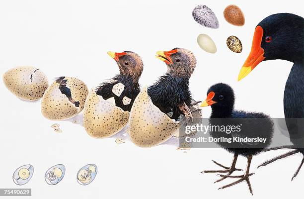 Hatching Shells 519 Coming Out Of Their Shells Stock Photos, High-Res Pictures, and ...