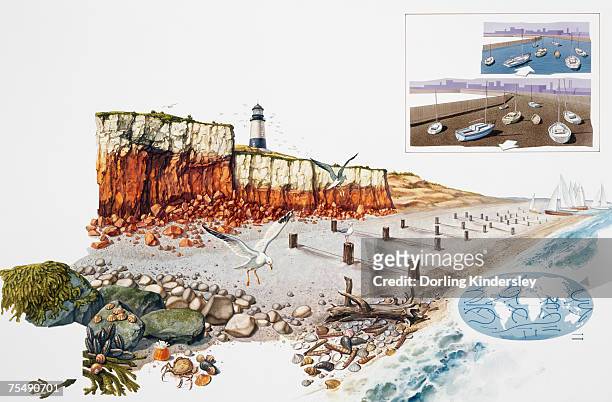 coastline showing cliffs, beach, lighthouse, wildlife and waters edge - sandstone stock illustrations