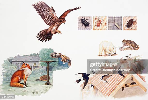 selection of wild animals and insects - by racoon on white stock illustrations