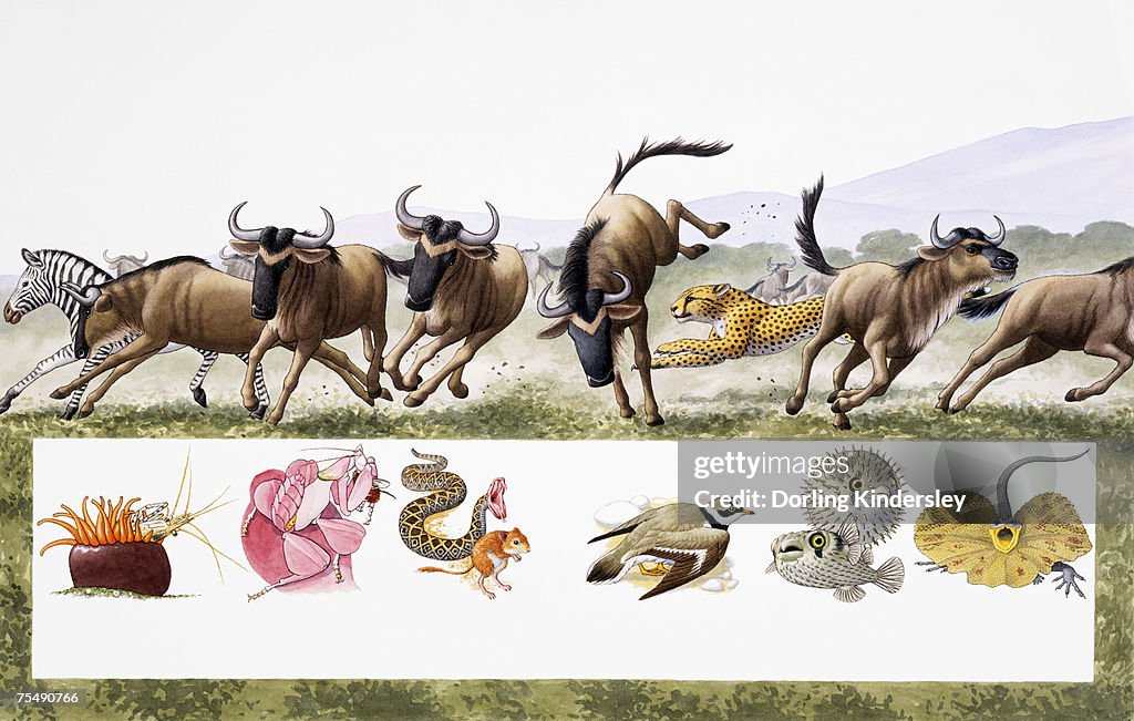 Cheetah hunting Wildebeast on African grassland
