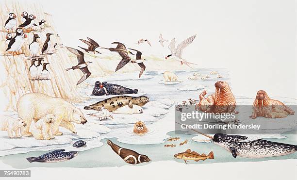 selection of marine and arctic wildlife - stoßzahn stock-grafiken, -clipart, -cartoons und -symbole