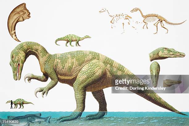 dinosaurs, eoraptor and skeletons - animal leg stock illustrations