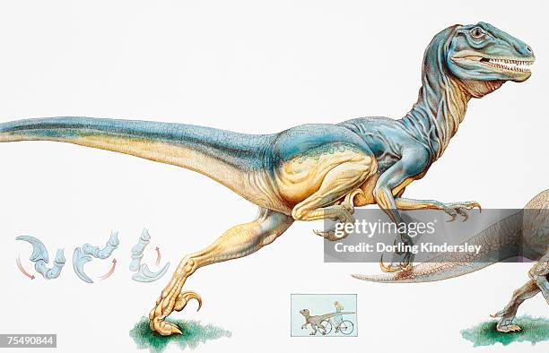 deinonychus antirrhopus, carnivorous dromaeosaurid dinosaur, early cretaceous period - dromaeosauridae 幅插畫檔、美工圖案、卡通及圖標