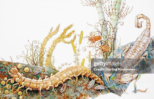 scorpion and venomous centipede in natural habitat - myriapoda stock illustrations