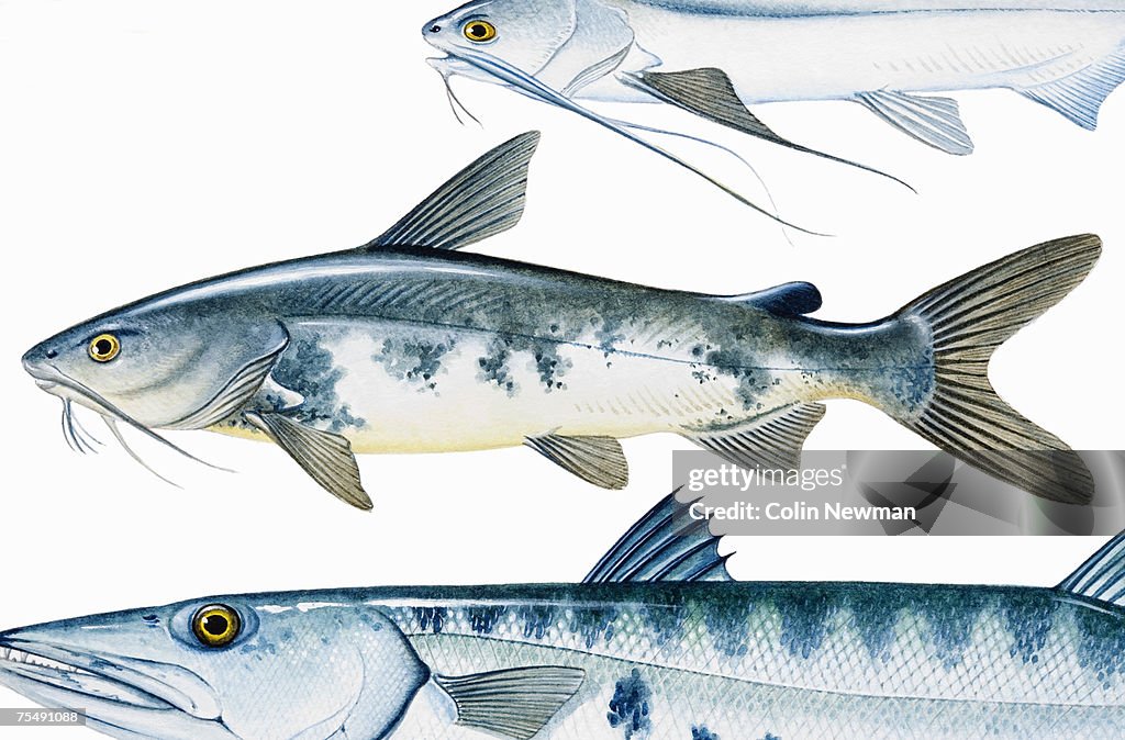 Hardhead Catfish (Arius felis)