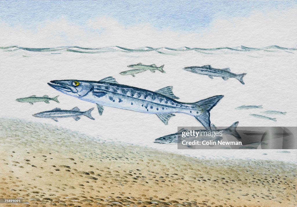 Baracuda (Sphyraena), school of predator fish