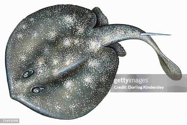 stingray ( dasyatidae), cartilaginous marine fish - stingray stock illustrations