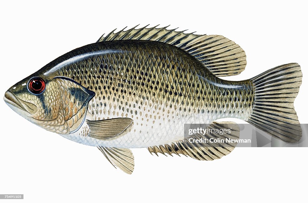 Rock Bass (Ambloplites rupestris, Ambloplites Ariommus, Ambloplites Constellatus)