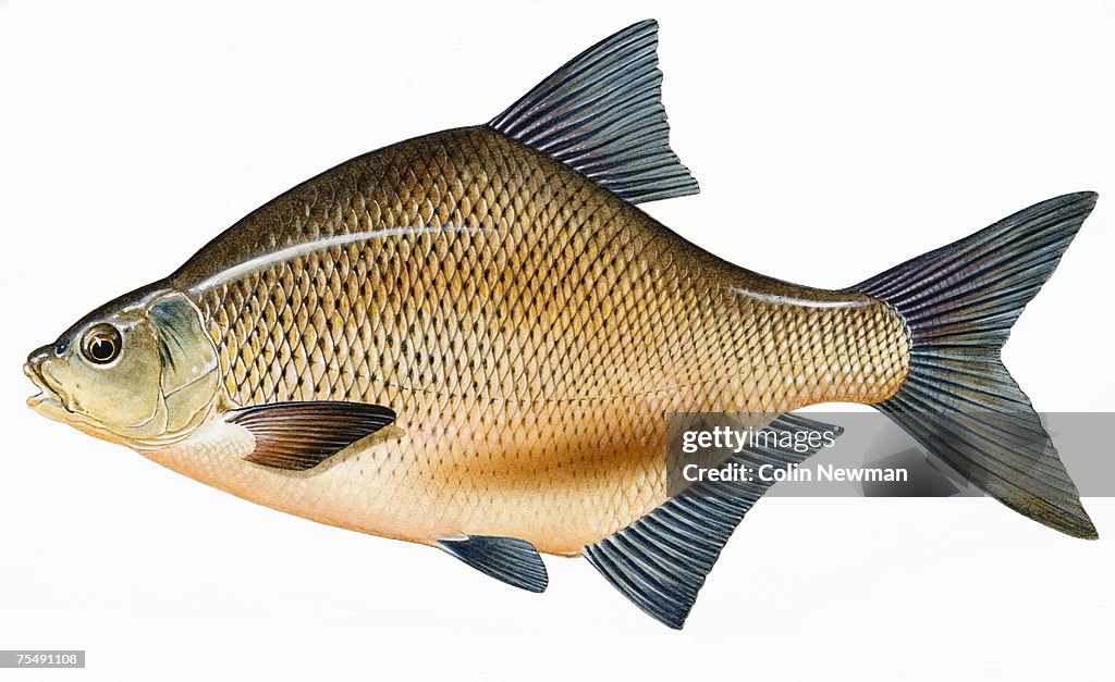 Common or Bronze Bream (Abramis brama), freshwater fish