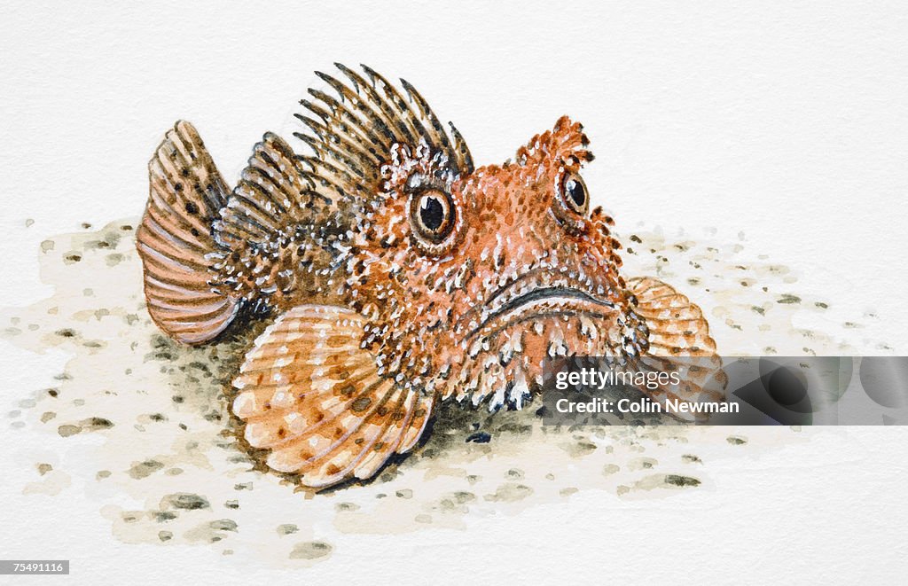 Stone Fish (Synanceia verrucos), also known Reef Stone or Dornorn