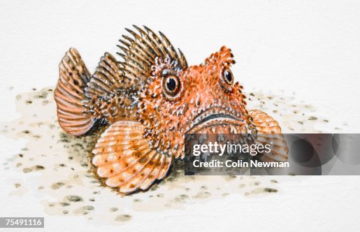 Stonefish Vector Stone Fish Also Known Reef Stone Or Dornorn High-Res Vector Graphic ...