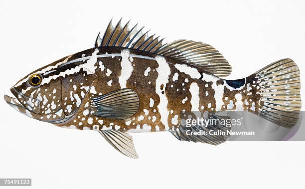 ilustraciones, imágenes clip art, dibujos animados e iconos de stock de nassau grouper (epinephelus striatus), perciform fish - mero