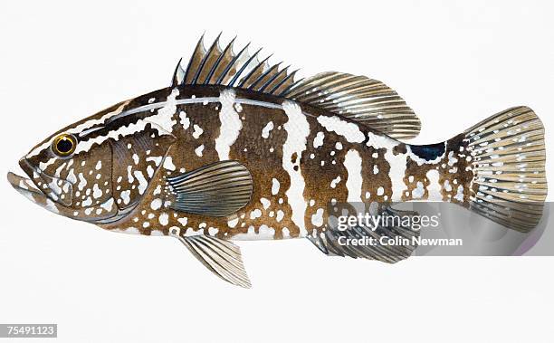 stockillustraties, clipart, cartoons en iconen met nassau grouper (epinephelus striatus), perciform fish - tandbaars