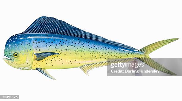 bildbanksillustrationer, clip art samt tecknat material och ikoner med dolphin fish (coryphaena hippurus), surface dwelling, ray-finned fish - dorado color