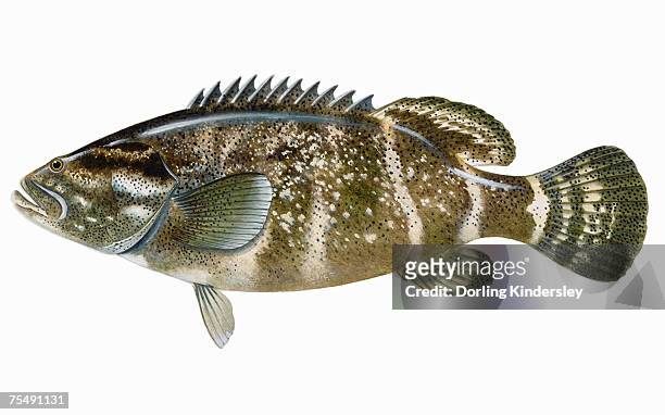 ilustraciones, imágenes clip art, dibujos animados e iconos de stock de jewfish (epinephelus itajara), agrupador - mero