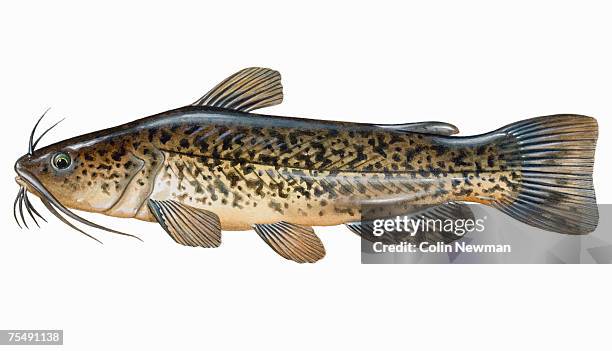 Bullhead Python Knowledge Spotted Bullhead Catfish