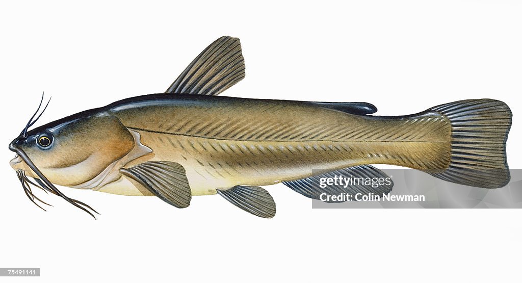 Black Bullhead (Ameiurus melas), species of catfish