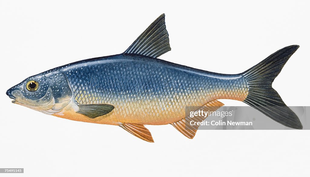 Hake (Vimbo vimbo) carinata