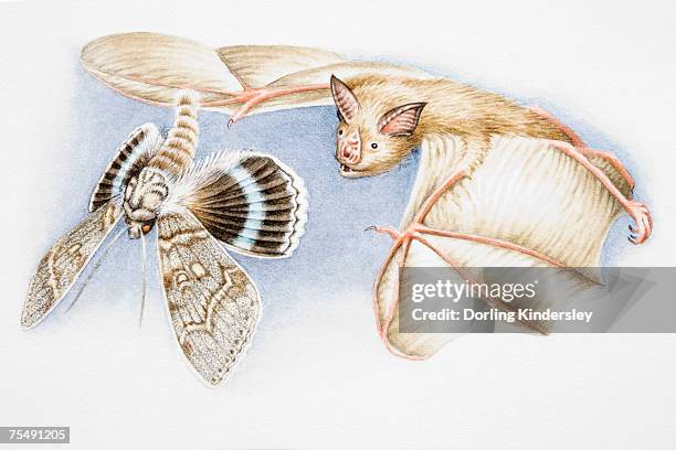 Bat Hunting Insect 44 Bat Moth Stock Photos, High-Res Pictures, and Images - Getty Images