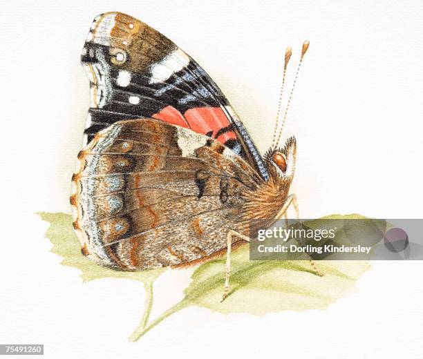 butterfly standing on green leaf - vanessa atalanta stock illustrations
