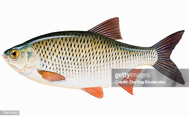 rudd (scardinius erythrophthalmus) - common rudd stock illustrations