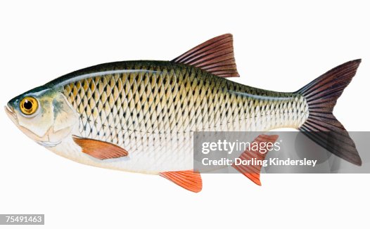 Rudd (Scardinius erythrophthalmus) Rudd (Scardinius erythrophthalmus)