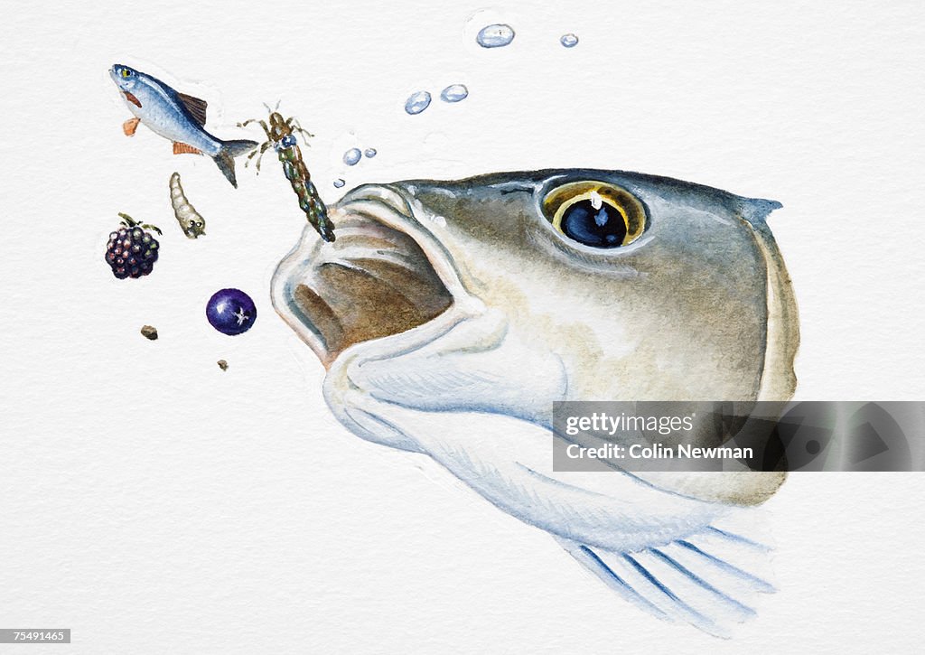 Chub, or European Chub (Leuciscus cephalus), feeding, head, detail