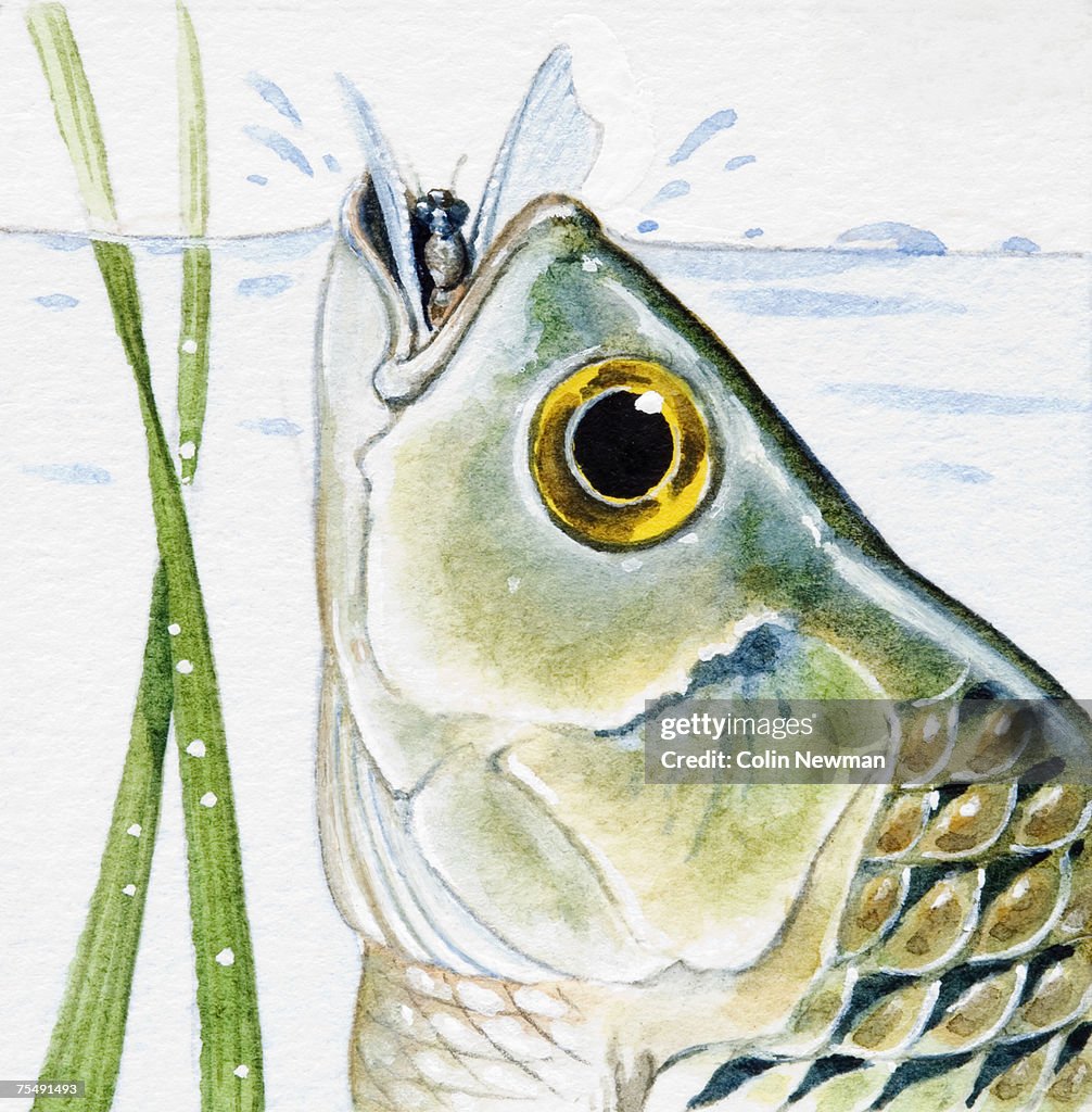 Rudd (Scardinius Erythrophthalmus), feeding on insect on surface of water