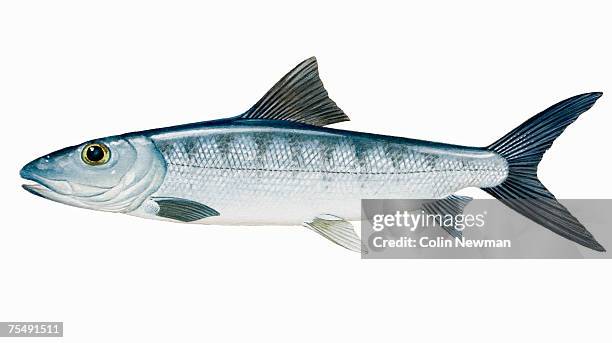 bonefish (albula vulpes), ray-finned fish - bone fish stock illustrations