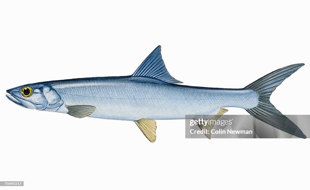 Ladyfish (Elops saurus), ray-finned fish