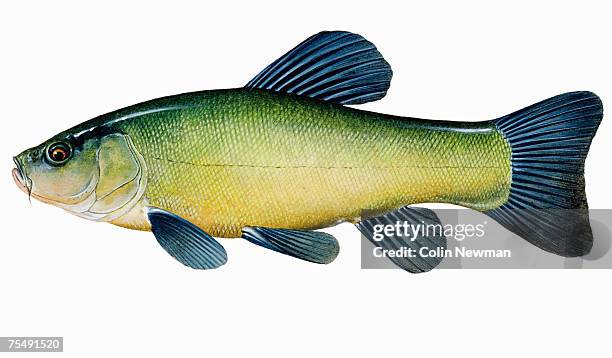 Tench Types Tench Fish Photos and Premium High Res Pictures - Getty Images