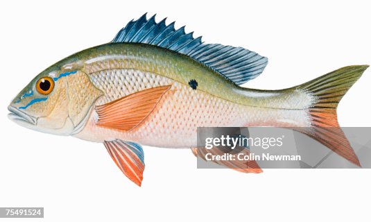 Mutton Snapper Perciform Fish High-Res Vector Graphic - Getty Images