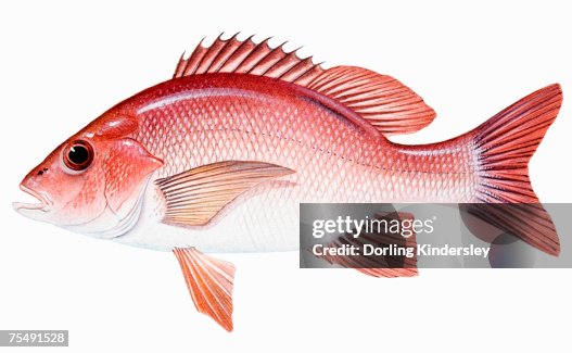 Red Snapper (Lutjanus campechanus), perciform fish Red Snapper (Lutjanus campechanus), perciform fish