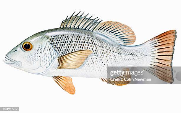 ilustraciones, imágenes clip art, dibujos animados e iconos de stock de mangrove jack, mangrove red snapper (lutjanus argentimaculatus), perciform fish - escama