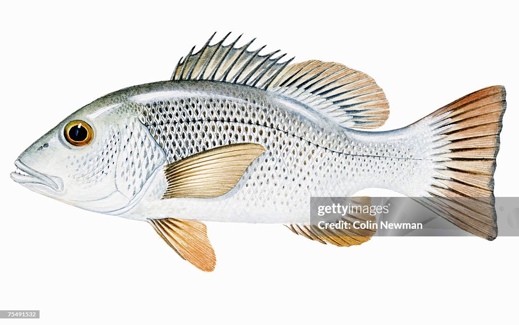 Mangrove Jack, Mangrove red snapper (Lutjanus argentimaculatus), perciform fish