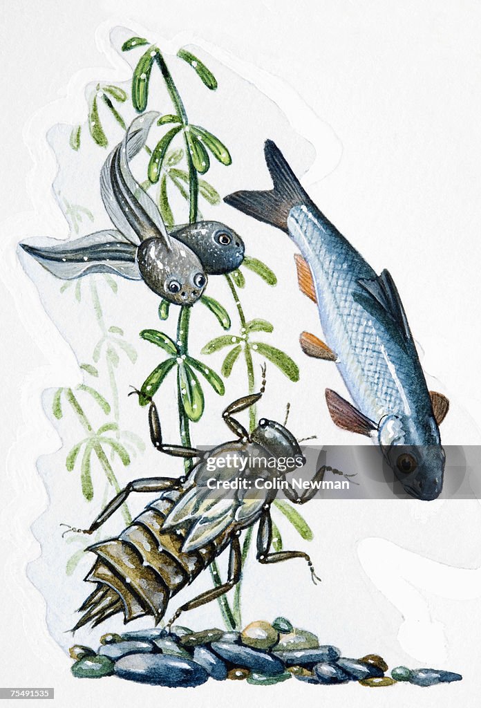 Freshwater fish diving underwater