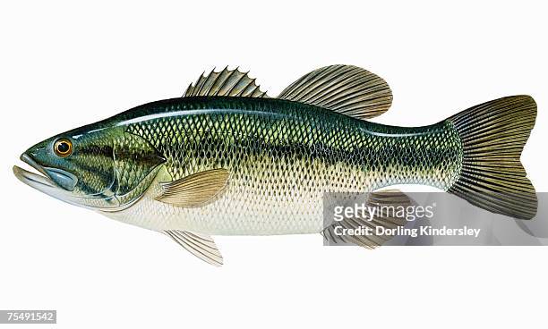 largemouth bass (micropterus salmoides) - fin 幅插畫檔、美工圖案、卡通及圖標