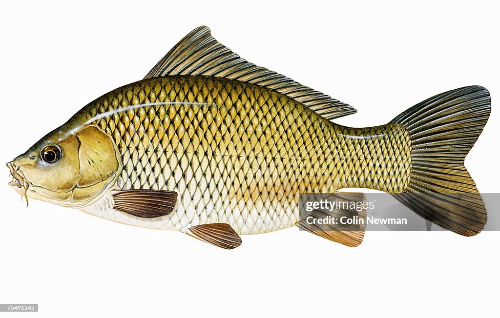 Common Carp or European carp (Cyprinus carpio), freshwater fish