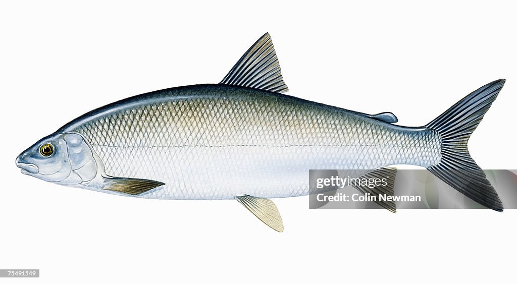 Lake Whitefish (Coregonus clupeaformis), freshwater fish