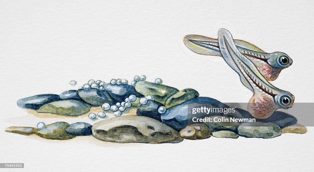 Grayling (Thymallus thymallus), eggs and young on rverbed