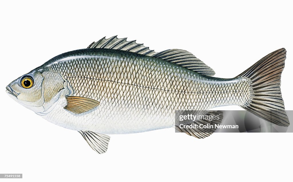 Silver Perch (Bidyanus bidyanus), freshwater fish